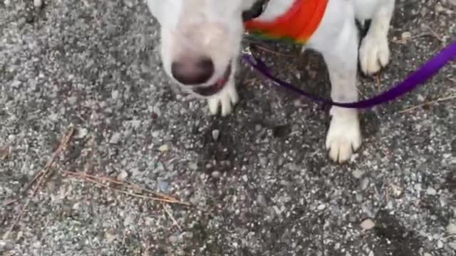 Blind and deaf Opal doing her training