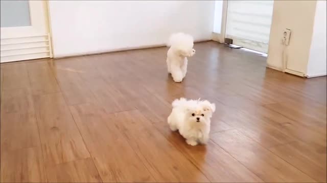 Cutest puppies in the world XD