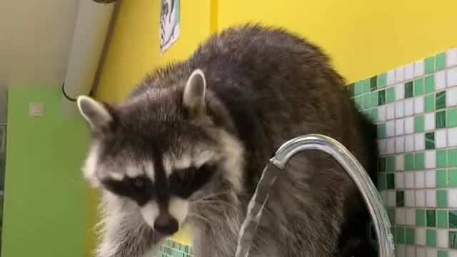 ✅Beautiful animals 🐈🐣 # cute animals # wrecks # gentle # beautiful # fluffy # love animals✅