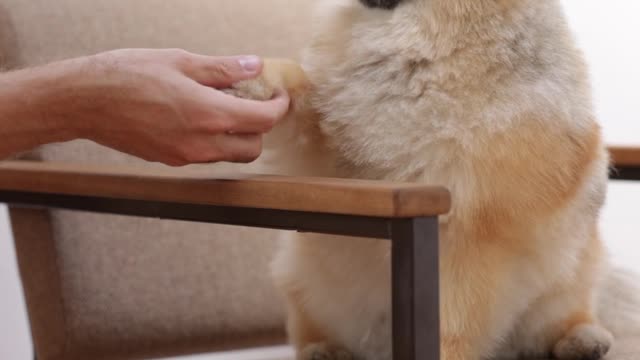 smart dog is already giving the paw