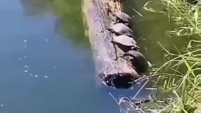 Now I understand how the drawbridge race was built