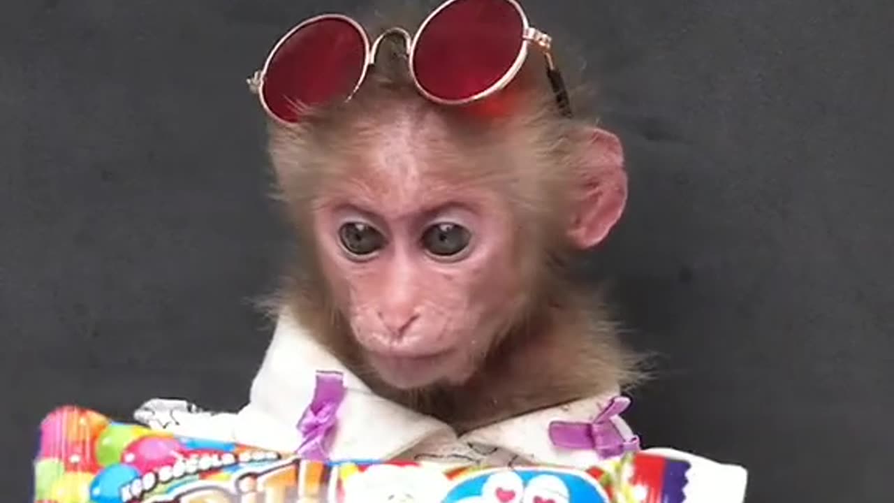 Smart monkey