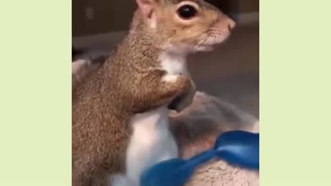 Funny Cute Animals!!!...