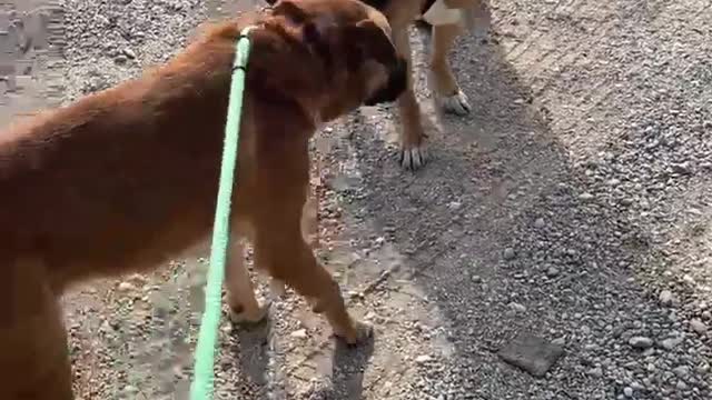 #4 green lead male tan mastiff mix #5 orange lead male tan mastiff mix Feb2022