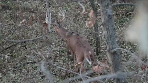 Two Tags Punched in Kansas!