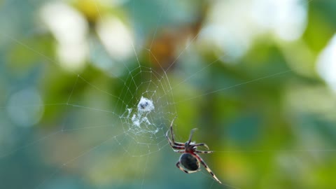 This is how spiders make a nest and load putting it for their prey