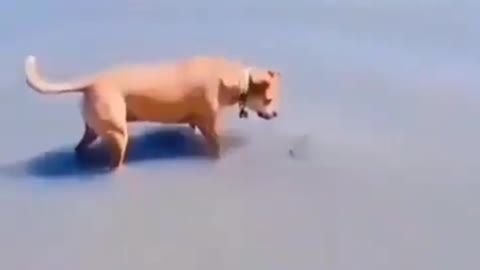 Much funny dog Prank video