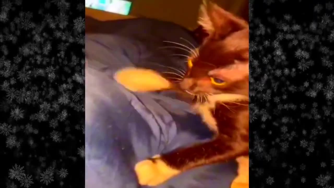 New Funny Videos Funniest Cats & Dogs Videos🐶😹
