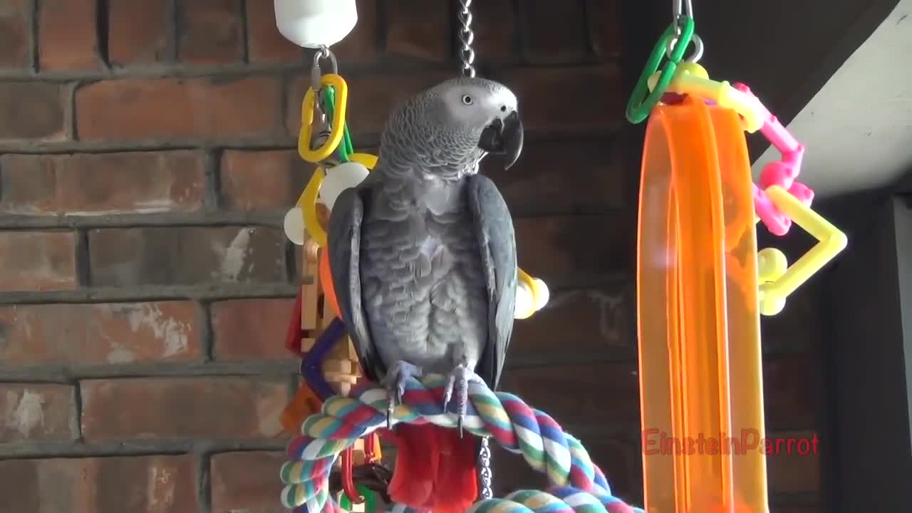 Einstein Parrot can talk better than most humansp31