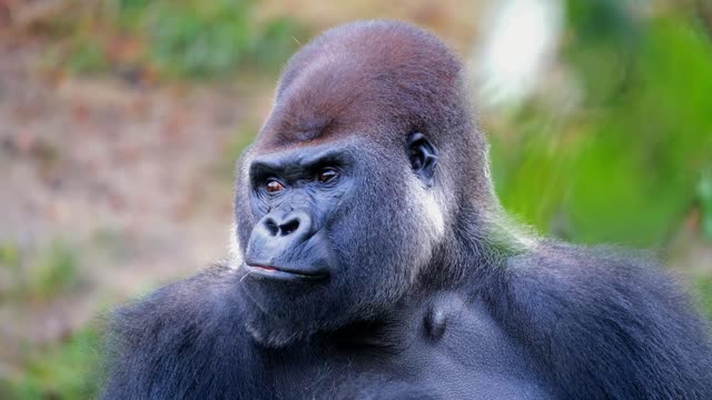 Gorilla monkey silverback animal Eat Fur full HD 2021