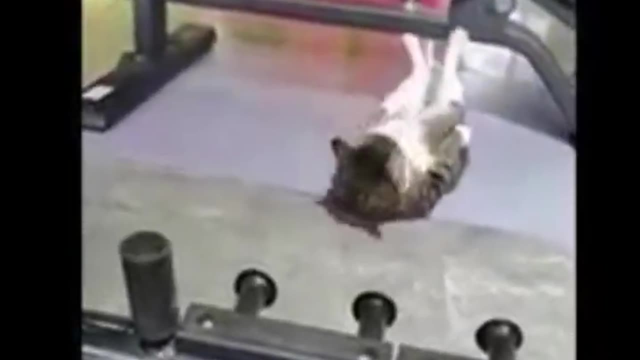 Cat and Dog Funny Videos 🐱 & 🐶