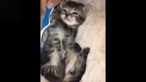 cats and funny and crazy animal compilations try not to laugh part 5