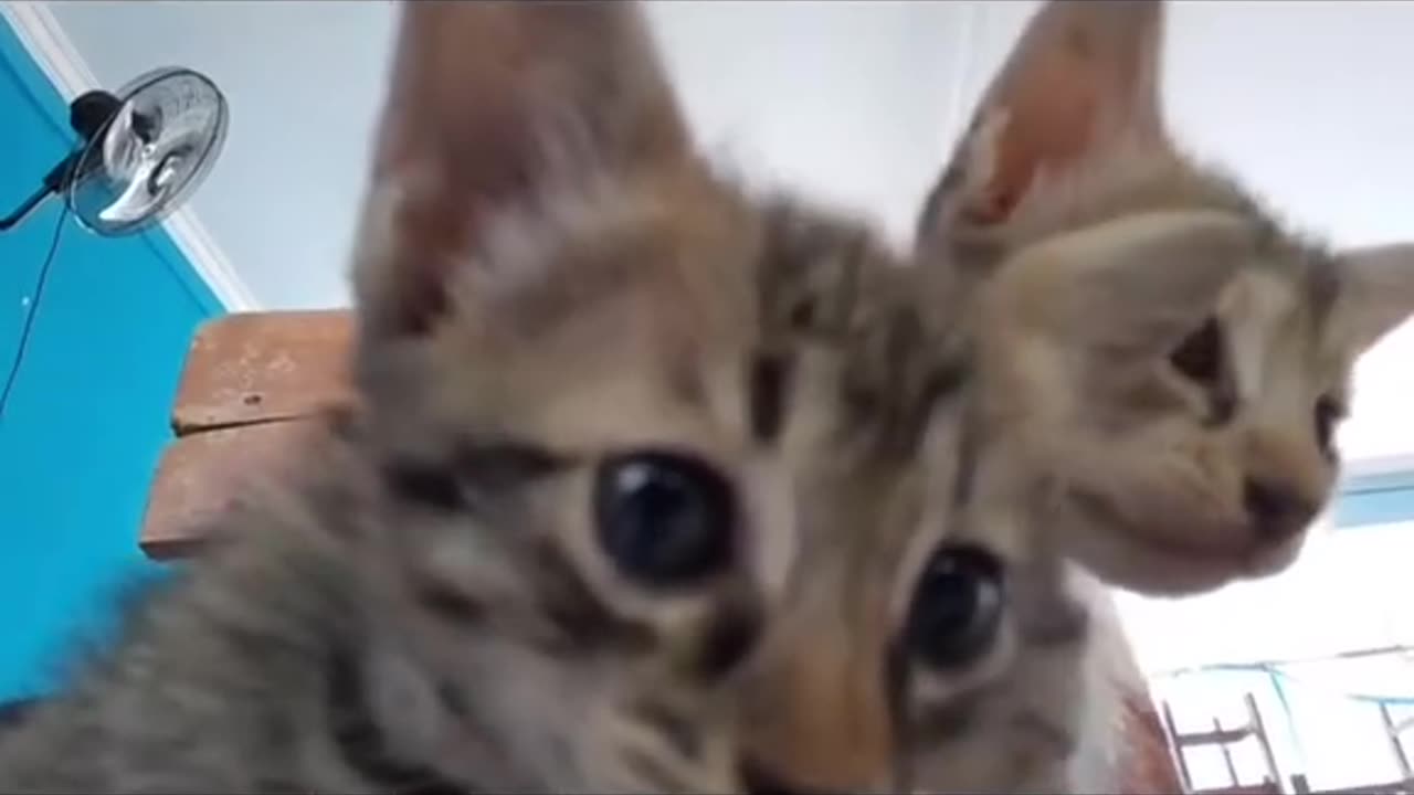 We're cats harry