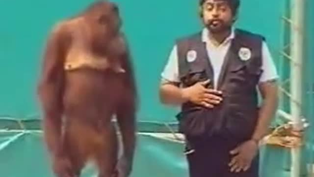 Monkey Funny Magic trick | Funny rimex | entertainment