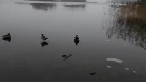 sliding duck