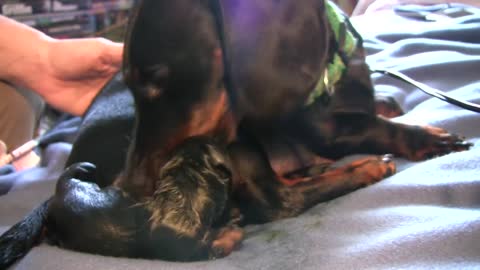 Dachshund -1st Puppy Birth