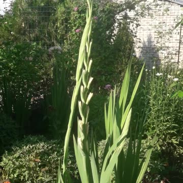 Giant gladiolus is ready