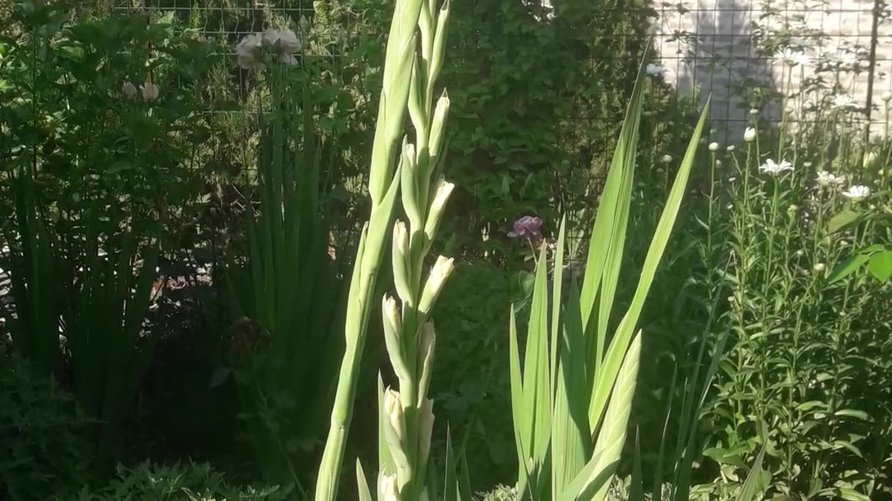 Giant gladiolus is ready