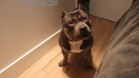 Talking Dog American Bully Is So Smart