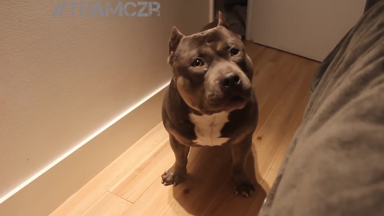 Talking Dog American Bully Is So Smart