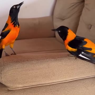 Beautiful birds! What kind are they?