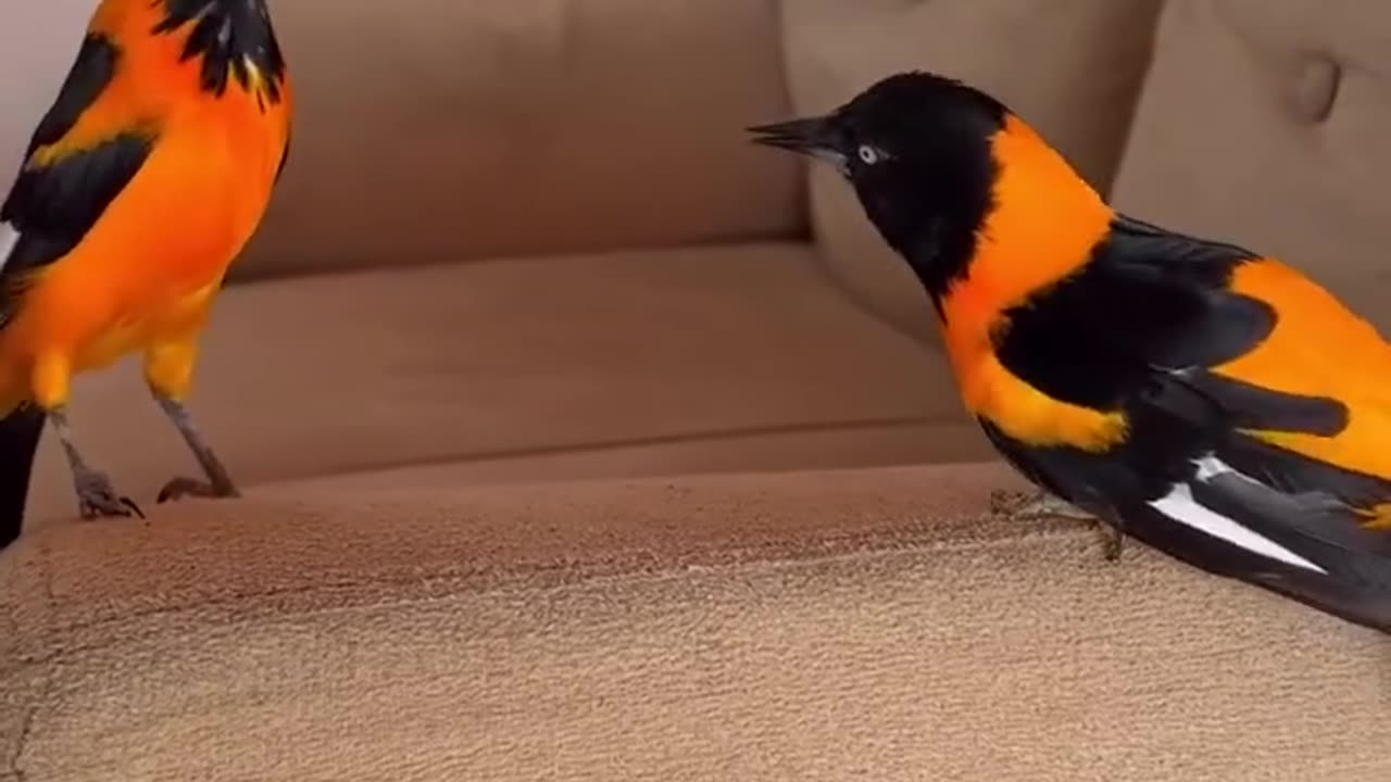 Beautiful birds! What kind are they?