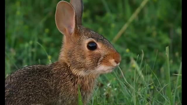 THE RABBIT (Called by God)