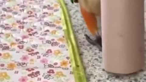 Super Cute Animals Cute cats and Funny dogs videos compilation