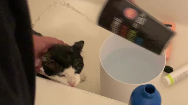 Hispanic Mom Taking Crazy Cat A Shower *yelling*