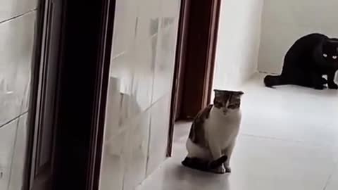 this kitty is very distracted!