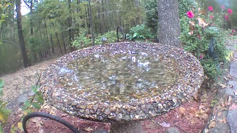 3 titmice bathing