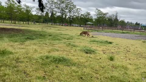 German Shepherd Attacks Pitbull [OFF LEASH DOG PARK] Part 1