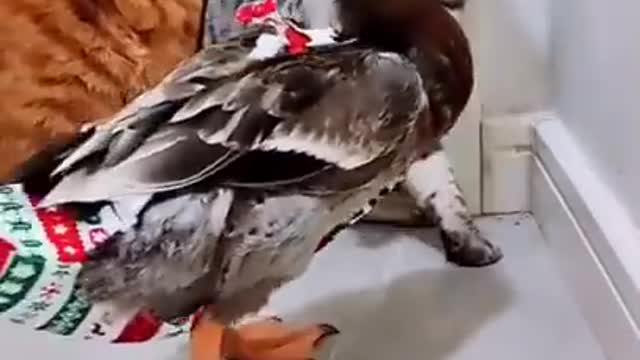 Funny duck scare cat