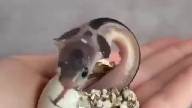 Birth of a Cobra