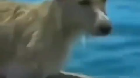 This is a beautiful and charming water-dwelling species