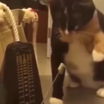 Most Funny Dogs and Cats Reaction To Toys - Laugh Hard Compilation