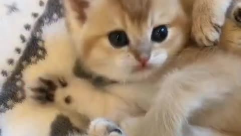 Cat video-cute cat video-funny cat video #shorts #beautiful #animal #sweet #amazing #song #cat