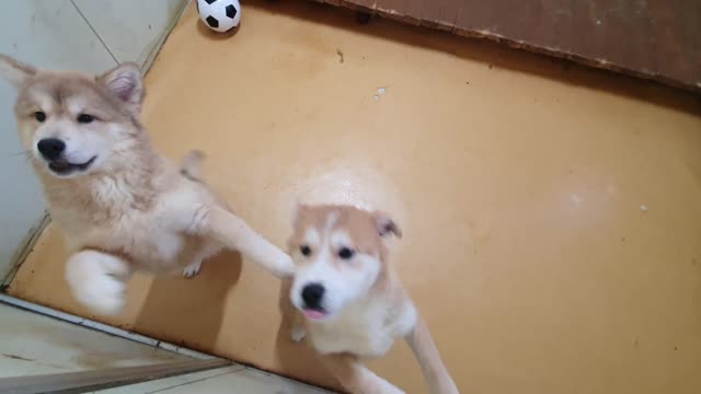 Two playful cute puppies