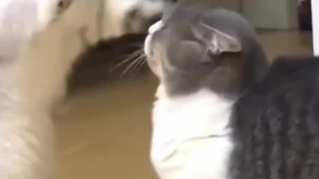 cute animals