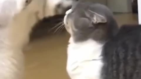 cute animals