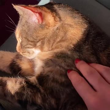 relax cats _ cats _ wait for cat smile 😍 🥰😂 🤣#cat #catsshorts