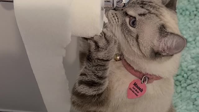 Curious Cat Tangles With Toilet Paper