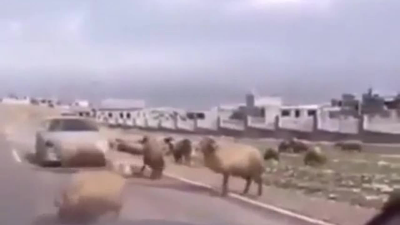 TRY NOT TO LAUGH 😆 Best Funny Videos Compilation 😂😁😆 Memes