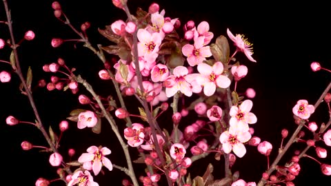 Cherry tree flowers open on the branches