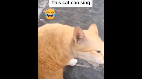 Try not to laugh 😂😂 ||cats and dogs funny video|| best funny 🤣 video of 2024