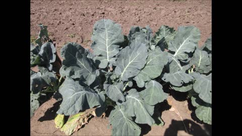 Healthy Tree Like Structure Broccoli September 16, 2021