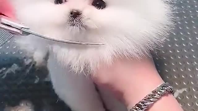 Isn’t it lovely after a bath?#doglovers #pet #cutepuppy #foryou #puppy #dog