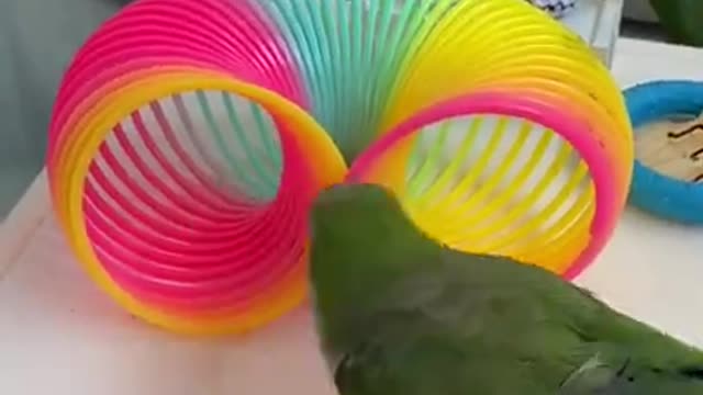 Parrot Funny Video• best funy parrot• Vinea fun best