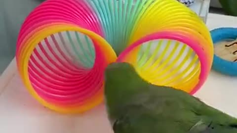 Parrot Funny Video• best funy parrot• Vinea fun best