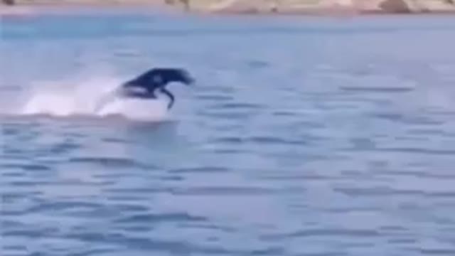 Funny animals videos try Not LAUGH 😂